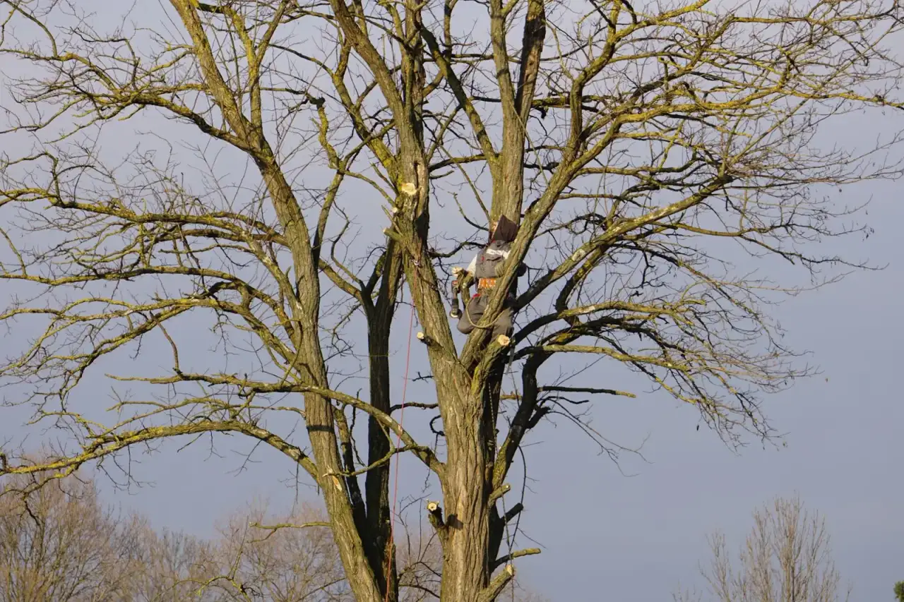 Tree Trimming & Pruning in Glendale, AZ